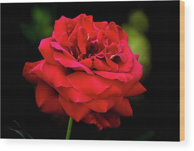 Rose Wood Print featuring the digital art Fully Open by Ed Stines