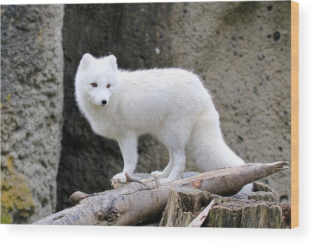 White Fox Wood Print featuring the photograph Furry Arctic Fox by Athena Mckinzie