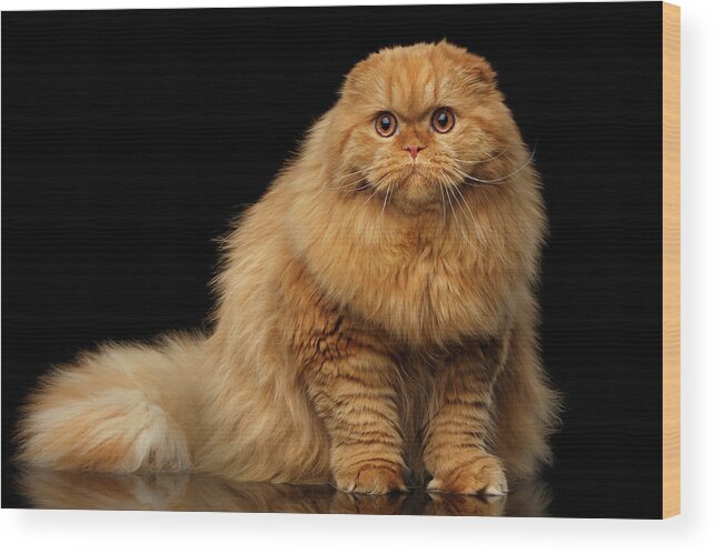 Red Wood Print featuring the photograph Furry scottish fold Cat by Sergey Taran