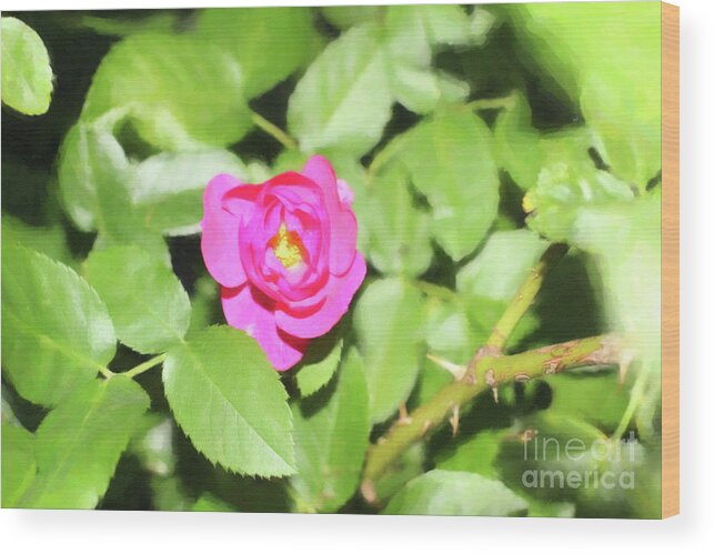 Landscape Wood Print featuring the digital art Fuschia Rose Paint by Donna L Munro