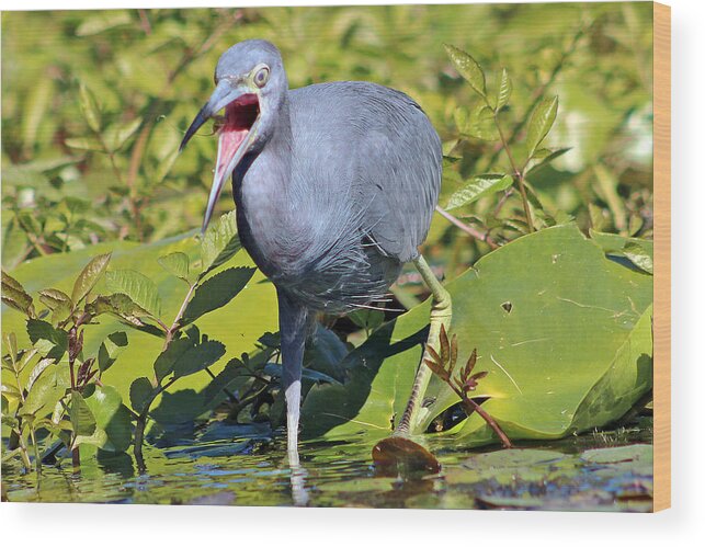 Bird Wood Print featuring the photograph Fussy Little Blue Heron by DB Hayes