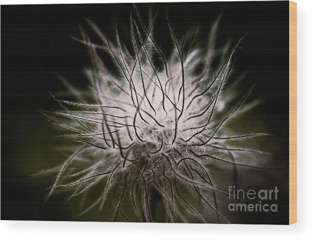 Botanical Wood Print featuring the photograph Fuzzy Flower Seedhead by Venetta Archer