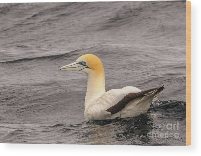 Australia Wood Print featuring the photograph Gannet 5 by Werner Padarin