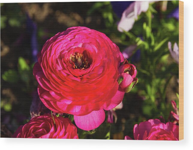 Flower Wood Print featuring the photograph Garden flowers - 2 by Paul MAURICE