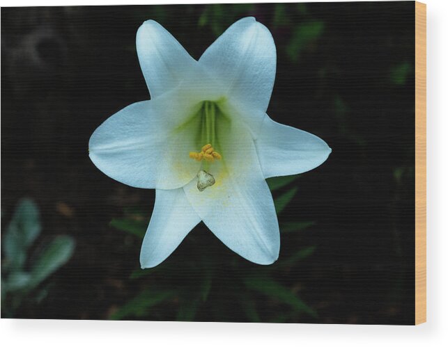 Clematis Vine Wood Print featuring the photograph Garden Lily by Tom Singleton