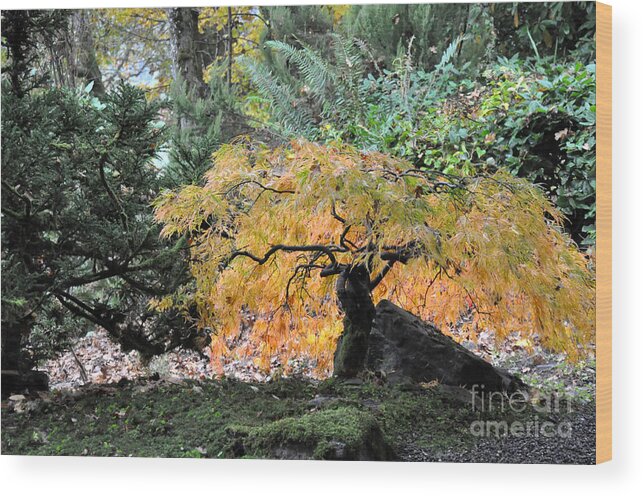 Fall Wood Print featuring the photograph Garden Tapestry by Tatyana Searcy