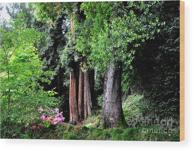 Garden Wood Print featuring the photograph Garden Textures of Villa Carlotta by Tatyana Searcy