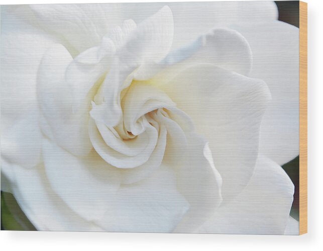 Gardenia Wood Print featuring the photograph Gardenia Macro by Aimee L Maher ALM GALLERY