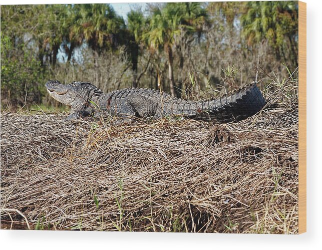 American Alligator Sunning Wood Print featuring the photograph Gator Sunning by Sally Weigand