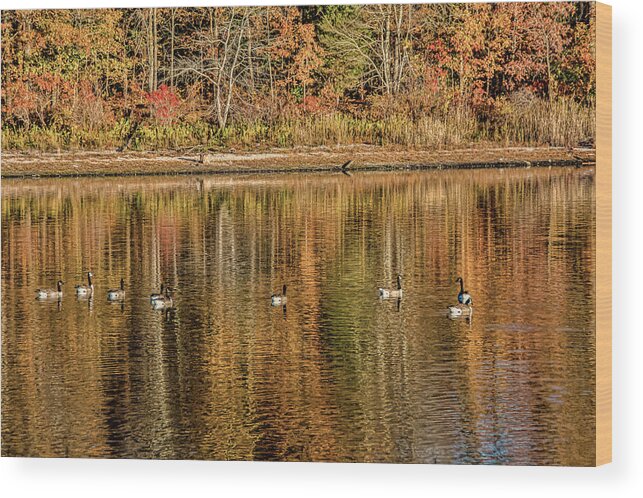 Lake Wood Print featuring the photograph Geese in Autumn by Cathy Kovarik