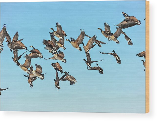 Branta Wood Print featuring the photograph Geese in flight by Patrick Wolf