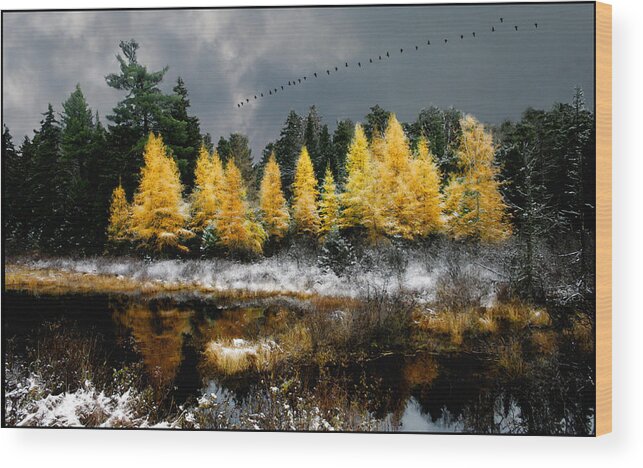 Larch Wood Print featuring the photograph Geese Over Tamarack by Wayne King