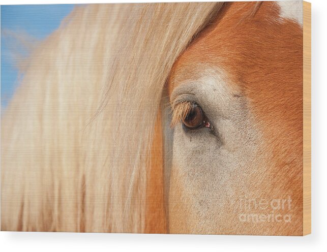 Horse Wood Print featuring the photograph Gentle Eye by Sari ONeal
