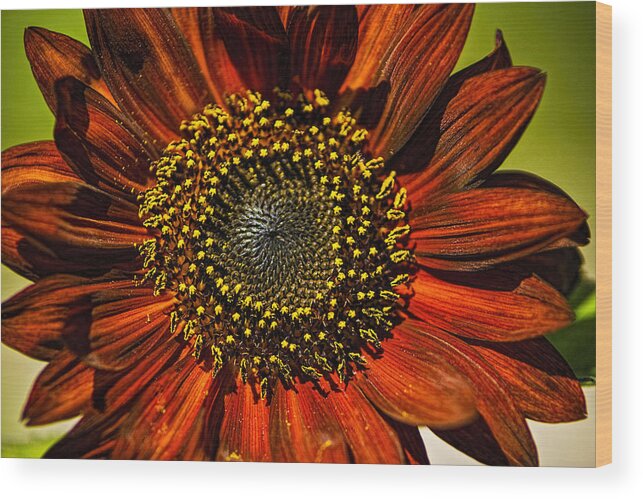 Flowers Wood Print featuring the photograph Gerber Daisy Full On by Roger Passman
