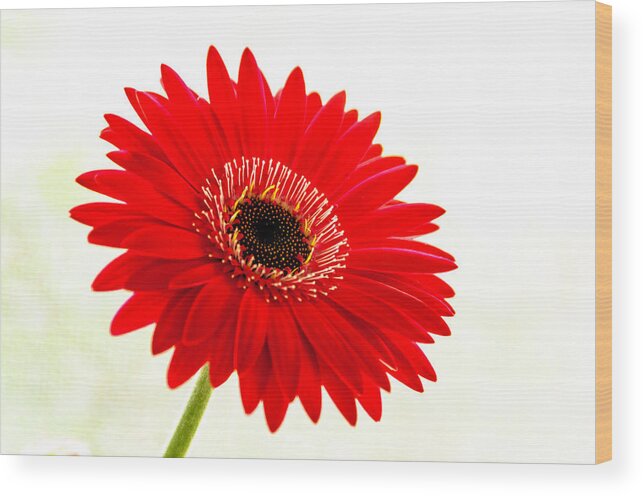 Flower Wood Print featuring the photograph Gerbera Daisy by Wolfgang Stocker