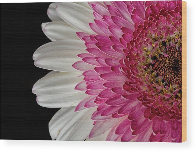 Flower Wood Print featuring the photograph Gerbera Flower by Catherine Reading