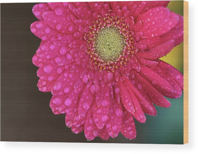 Gerbera Wood Print featuring the photograph Gerbera Fresh by Vanessa Thomas