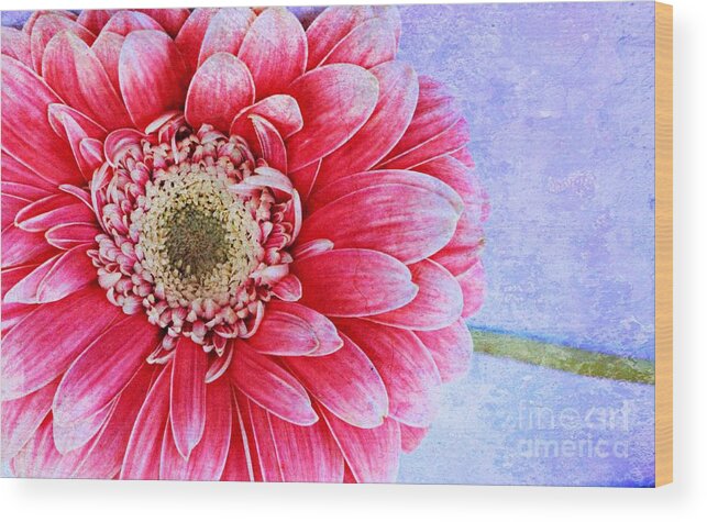 Gerbera Wood Print featuring the photograph Gerbera Texture by Clare Bevan