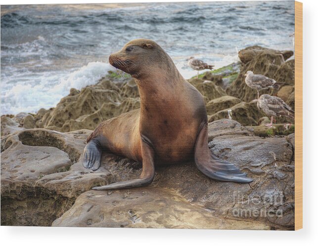 Sea Wood Print featuring the photograph Get My Good Side by Eddie Yerkish