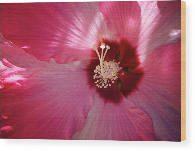 China Rose Wood Print featuring the photograph Giant Hibiscus by Mary Lee Dereske
