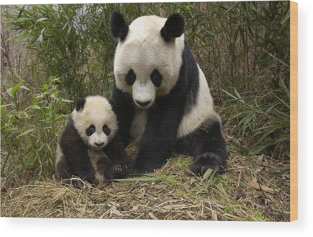 Mp Wood Print featuring the photograph Giant Panda Ailuropoda Melanoleuca by Katherine Feng