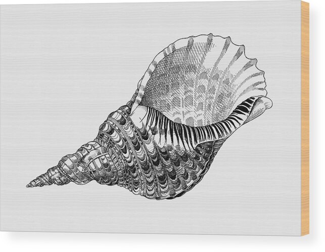 Triton Wood Print featuring the drawing Giant Triton Shell by Judith Kunzle