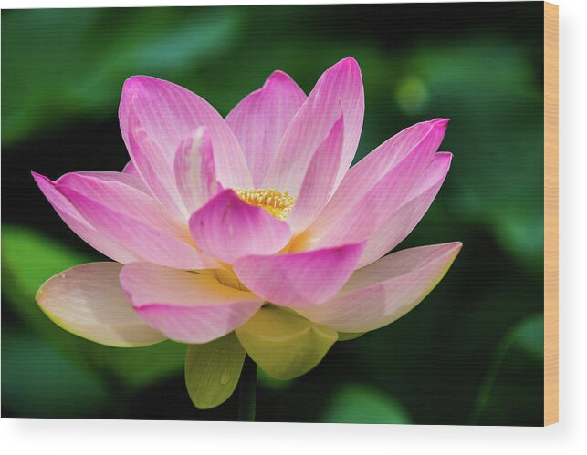 Bloom Wood Print featuring the photograph Gigantic Lotus Red Lily by Dennis Dame