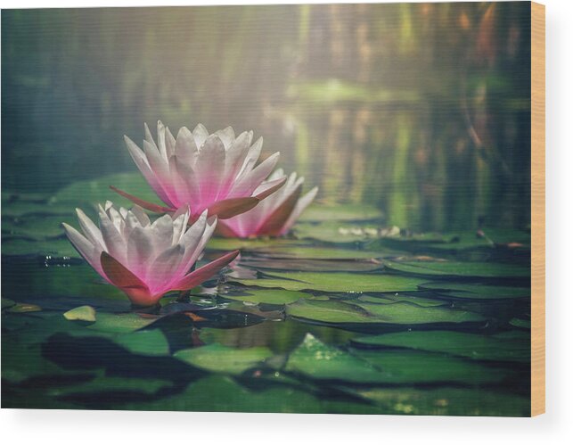 Waterlily Wood Print featuring the photograph Gilding The Lily by Carol Japp