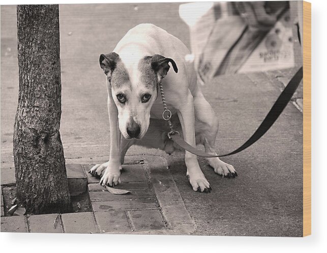 Dog Wood Print featuring the photograph Gimme a Break by JoAnn Lense