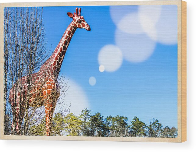 Giraffe Wood Print featuring the photograph Giraffic Park by Colleen Kammerer
