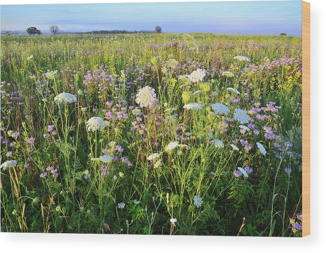 Black Eyed Susan Wood Print featuring the photograph Glacial Park Wildflower Prairie by Ray Mathis