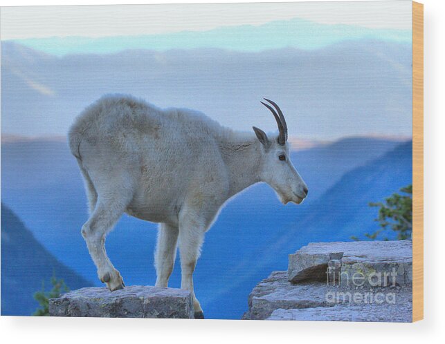  Wood Print featuring the photograph Glacier Mountain Goat by Adam Jewell