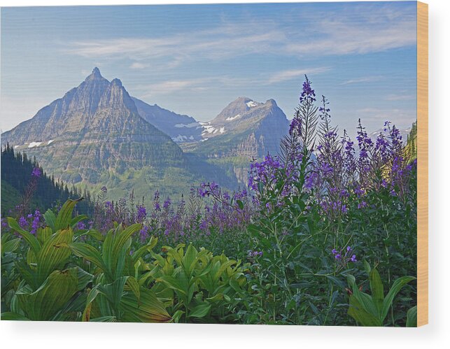 Glacier Wood Print featuring the photograph Glacier National Park Fireweed by Bruce Gourley
