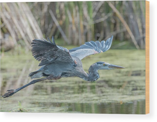 Bird Wood Print featuring the photograph Gliding over the wetlands... by Ian Sempowski