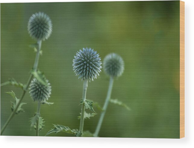 Flowers Wood Print featuring the photograph Globe Thistles Echinops by David Smith