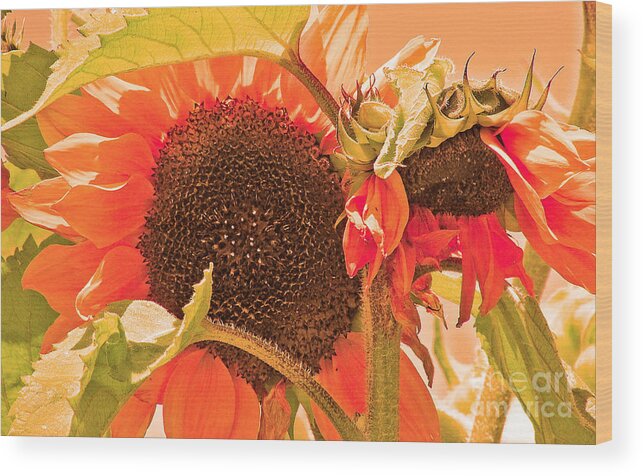 Flower Wood Print featuring the photograph Glorious by Joyce Creswell