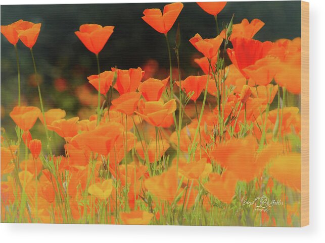 Spring Wood Print featuring the photograph Glowing Poppies by Steph Gabler