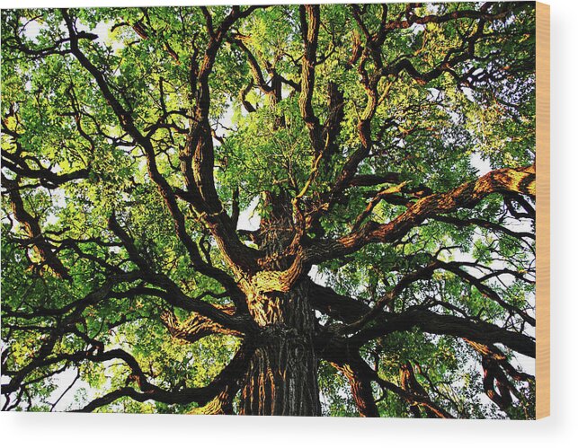 Oak Tree Wood Print featuring the photograph Gnarly Oak by Debbie Oppermann