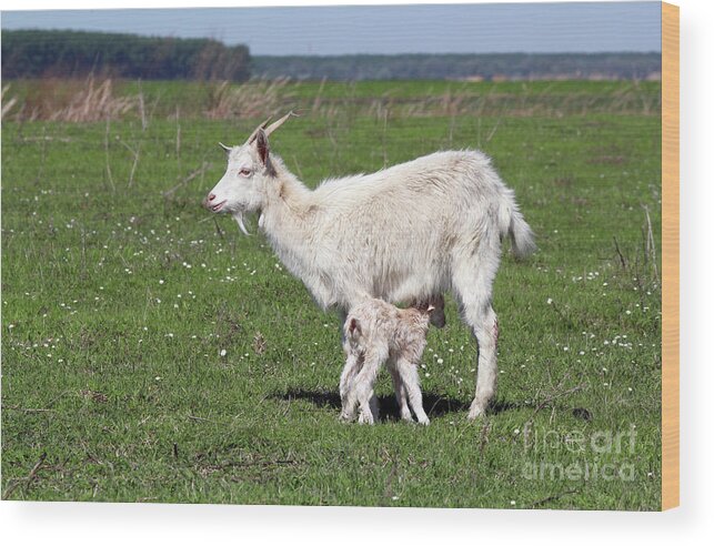 Kiddy Wood Print featuring the photograph Goat With Just Born Little Goat Spring Scene by Goce Risteski