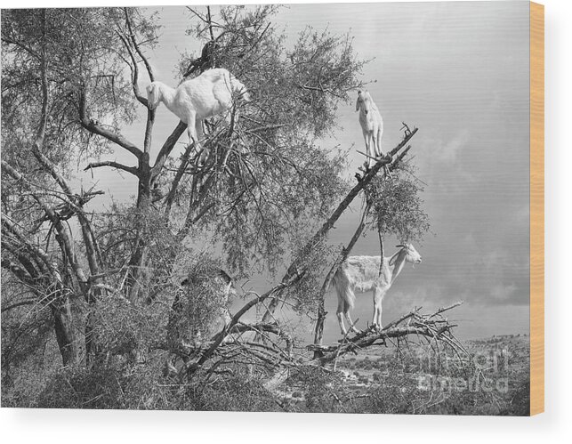 Morocco Wood Print featuring the photograph Goats in Tree BW by Chuck Kuhn