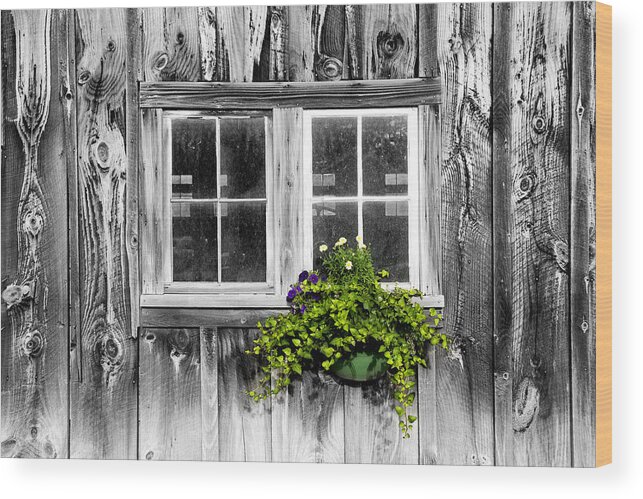 Flowers Wood Print featuring the photograph Going Green by Greg Fortier