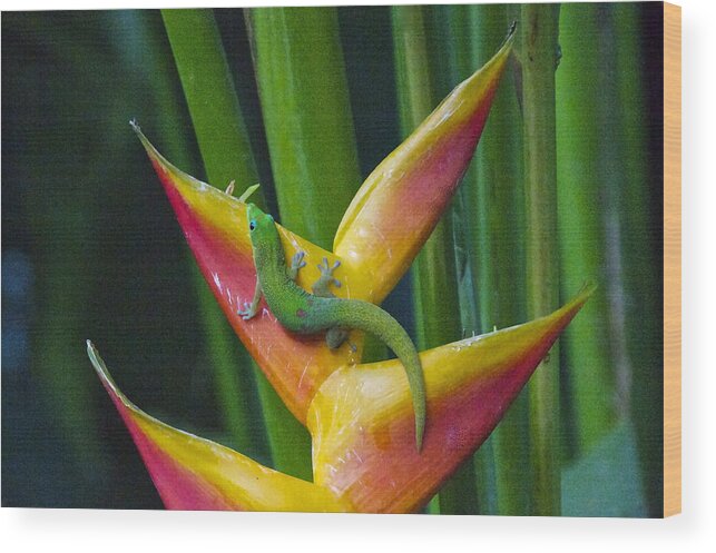 Photography Wood Print featuring the photograph Gold Dust Day Gecko by Sean Griffin