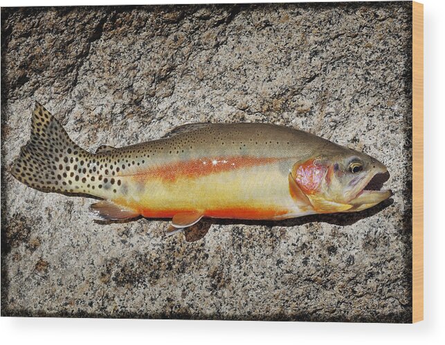 Golden Trout Wood Print featuring the photograph Golden Beauty by Kelley King