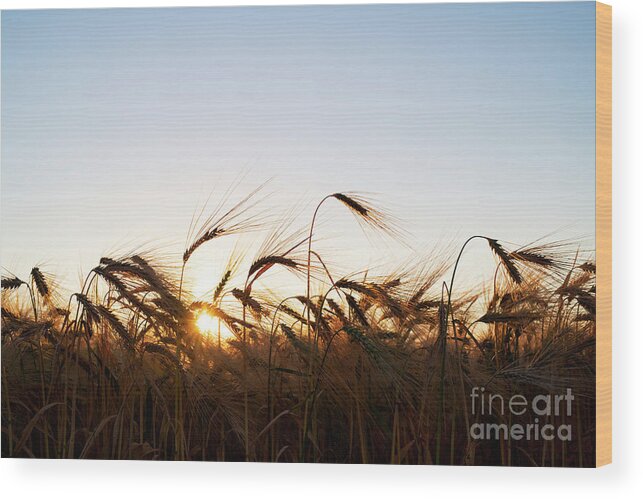 Sunrise Wood Print featuring the photograph Golden Crop by Tim Gainey
