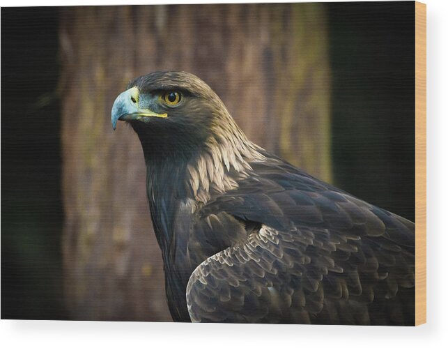 Eagle Wood Print featuring the photograph Golden Eagle 5 by Jason Brooks
