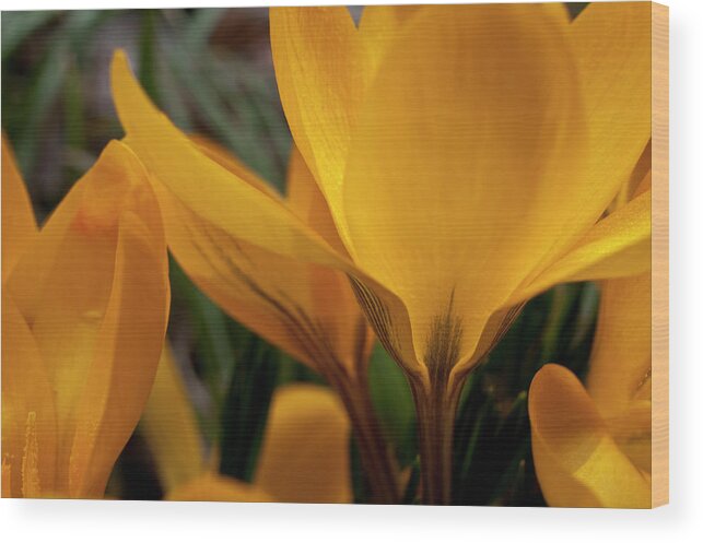 Crocus Wood Print featuring the photograph Golden Glow by ShaddowCat Arts - Sherry