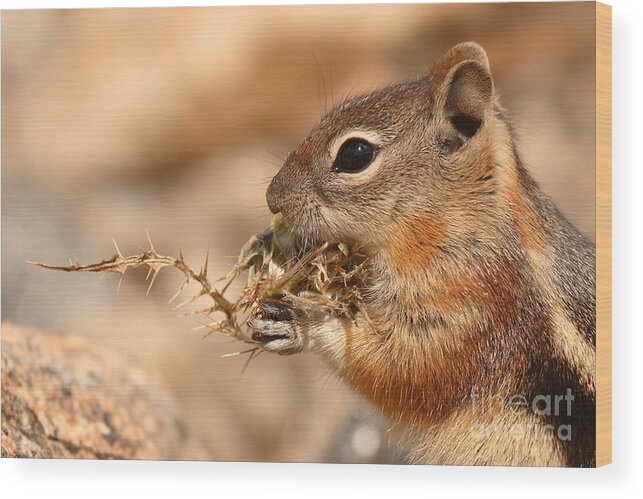 Squirrel Wood Print featuring the photograph Golden-mantled Ground Squirrel Eating Prickly Spine by Max Allen
