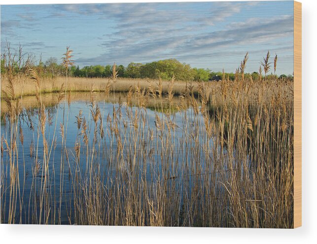 Water Wood Print featuring the photograph Golden Marsh by Donna Doherty