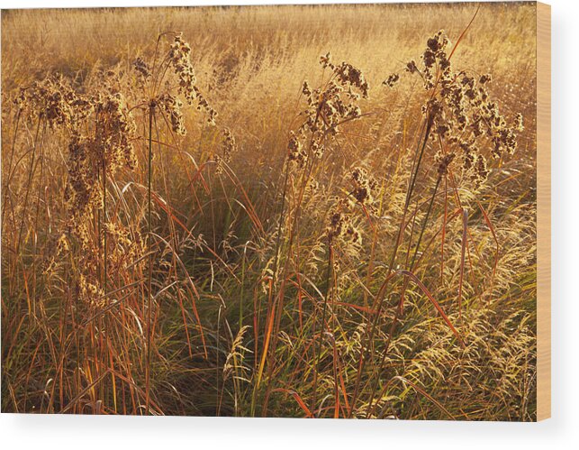 Kelly River Wilderness Wood Print featuring the photograph Golden Riverbank Grasses by Irwin Barrett