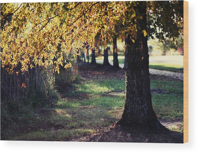 Fall Wood Print featuring the photograph Golden by Sarah Coppola